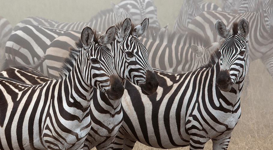 Zebras in the Dust – photograph