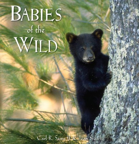 Babies of the Wild Children's Book