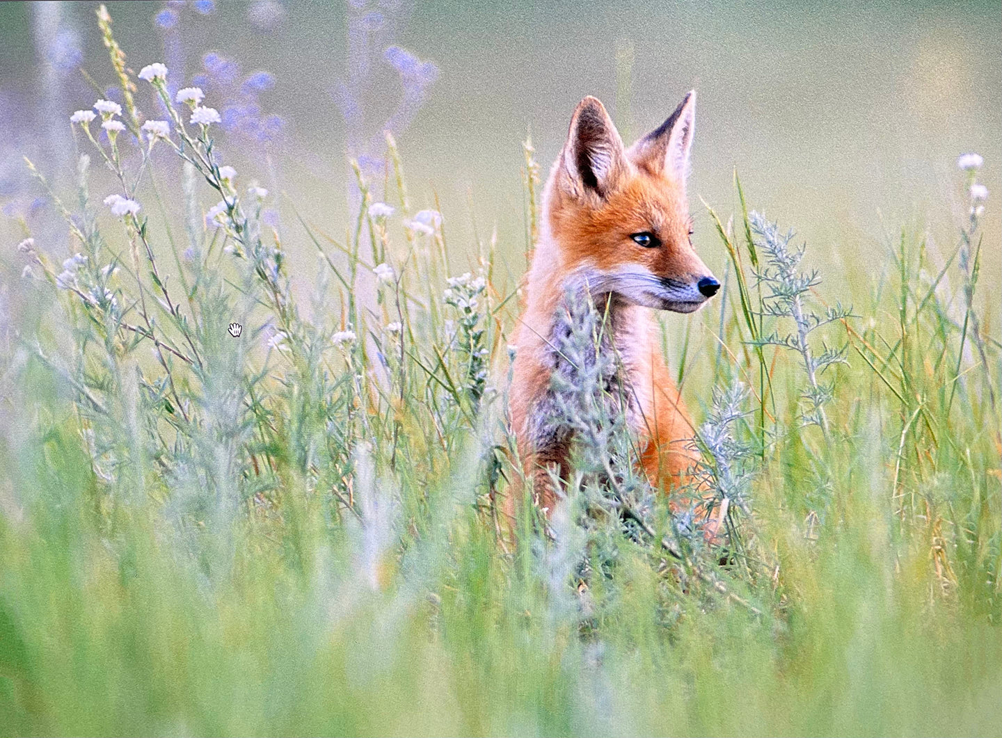 Fox in Flowers – photograph