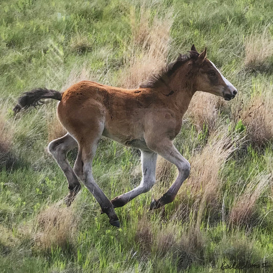 Running Colt – photograph