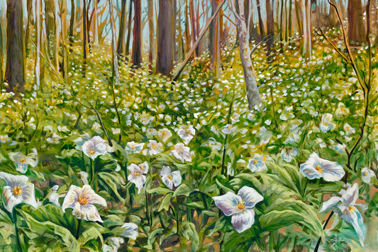 Trilliums Fine Art Print